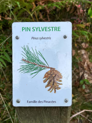 Balade ludique à Neuwiller-lès-Saverne et essences boisées - Marie - 4