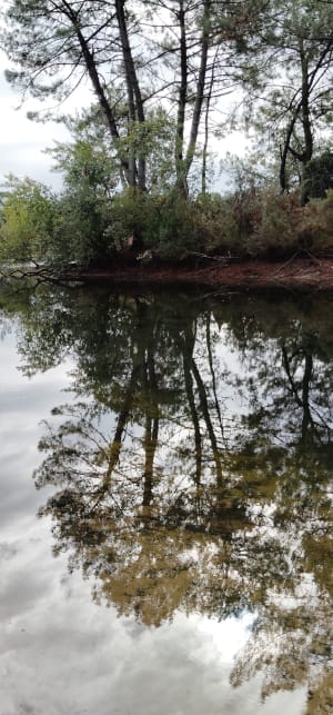 Forêt du lac de la Madeleine - Marco - 3