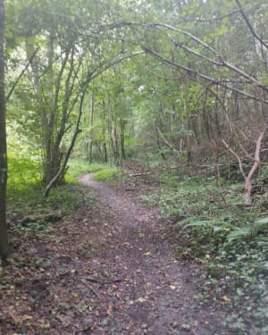 Pierrefonds - forêt de Compiègne - richard - 6