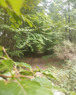 Pierrefonds - forêt de Compiègne - richard - 7