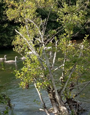 Joli tour du plan d'eau de la Borde - Cédric - 9