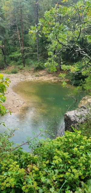 Excursion dans la forêt de Salavas - Salavas - 8