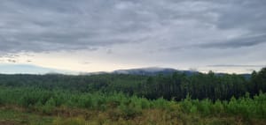 Excursion dans la forêt de Salavas - Salavas - 10