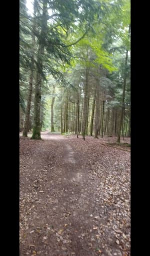 Dans la forêt entre Cussey sur l'Ognon et gare TGV Besançon - LAURENCE - 15
