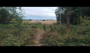 Dans la forêt entre Cussey sur l'Ognon et gare TGV Besançon - LAURENCE - 13