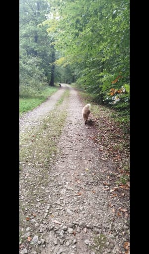 Dans la forêt entre Cussey sur l'Ognon et gare TGV Besançon - LAURENCE - 12