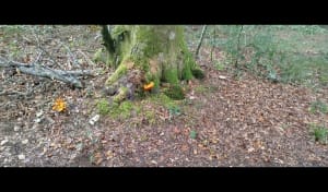 Dans la forêt entre Cussey sur l'Ognon et gare TGV Besançon - LAURENCE - 11
