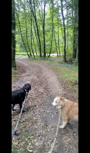 Dans la forêt entre Cussey sur l'Ognon et gare TGV Besançon - LAURENCE - 16