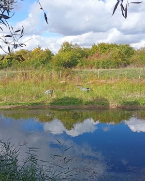 De Gournay au parc départemental de la Haute île. - Sadia - 6