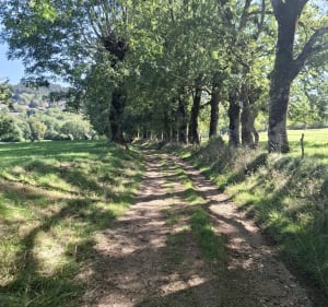 Autour de Fontfreyde et Pardon - Saint-Genès-Champanelle - 4