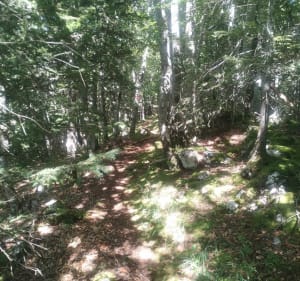Course d'orientation à Villard-de-Lans - Villard-de-Lans - 5