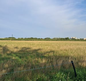 Balade dans cholet avec de la verdure - Cholet - 3