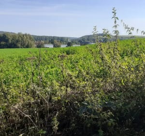 Le validons, le bois joli à Campagne les Hesdin - Stephanie - 2