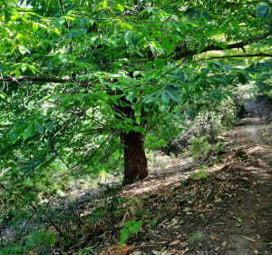 Punta san damiano - Sari-d'Orcino - 4