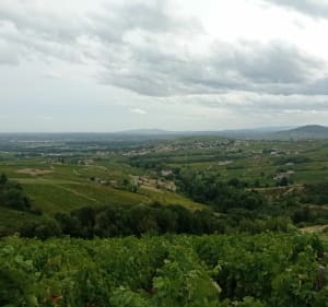 Des cimes de Chiroubles au fûts d'Avenas - Frédéric - 4
