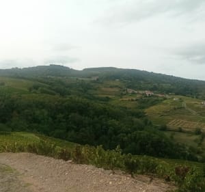Des cimes de Chiroubles au fûts d'Avenas - Frédéric - 3