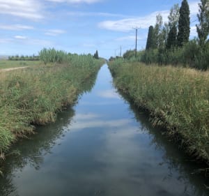 Balade entre terre et étang à Garrieux - Le Barcarès - 3