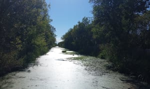 Le tour des marécages, entre étang et mer autour d'Agde - Michel - 11