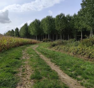Circuit du colombier à Saint Séverin - Saint-Séverin - 2