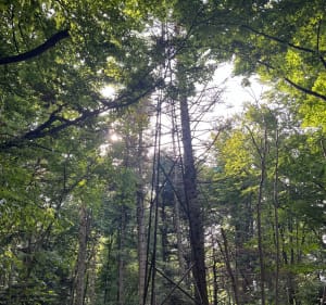 Boucle vers l'oratoire de Saint-Joseph et le chemin rocheux de Blauenberg - Lutter - 3