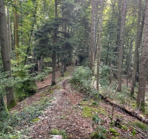 Boucle vers l'oratoire de Saint-Joseph et le chemin rocheux de Blauenberg - Lutter - 5