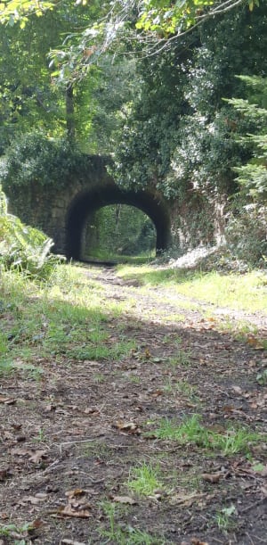 Bois de Roscouré au bord de l'Odet - Yann - 6