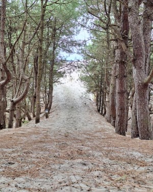 Boucle depuis Quend vers le sentier des Crocs - Frederique - 6