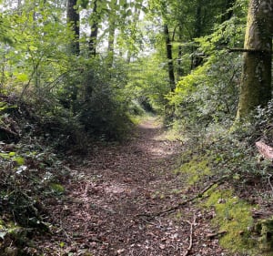 Entre Auvergne et Limousin de Rilhac-Xaintrie - Rilhac-Xaintrie - 2