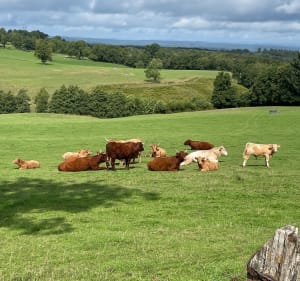 Entre Auvergne et Limousin de Rilhac-Xaintrie - Rilhac-Xaintrie - 3