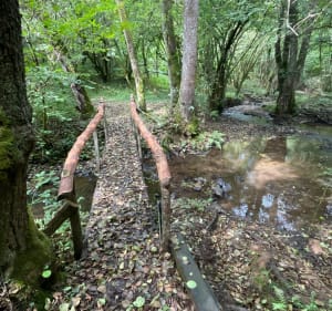 Entre Auvergne et Limousin de Rilhac-Xaintrie - Rilhac-Xaintrie - 4