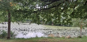 Flâneries au long cours de l'Aveyron - Domi - 4