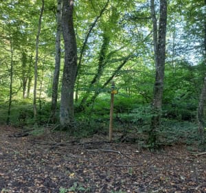 Abbaye Chirye Ourscamp - Chiry-Ourscamp - 3