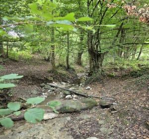 Entre forêt, champs et rivière à Cuvat - Allonzier-la-Caille - 2