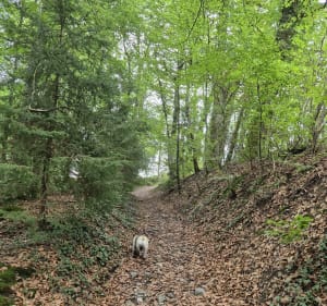 Entre forêt, champs et rivière à Cuvat - Allonzier-la-Caille - 3