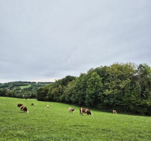 Entre forêt, champs et rivière à Cuvat - Allonzier-la-Caille - 4
