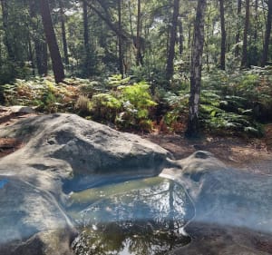 Des Gorges d'Apremont au Chêne Lantara - Fontainebleau - 3