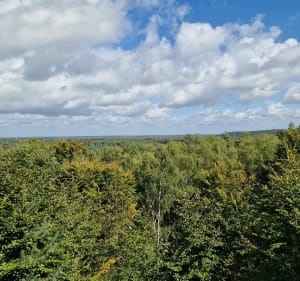 Des Gorges d'Apremont au Chêne Lantara - Fontainebleau - 4