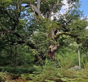 Des Gorges d'Apremont au Chêne Lantara - Fontainebleau - 5