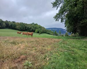 Autour de la Combe de Sillingy par Arzy - SABINE - 6