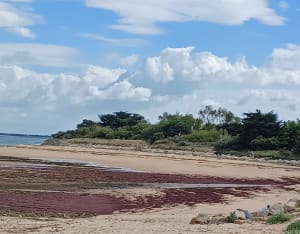Zoutmoerassen en stranden op het Île de Ré - Rafael - 9