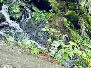 Grande cascade du Mont-Dore et charme irrésistible - Mont-Dore - 4