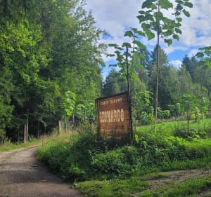 Piesza trasa Rychwałd - Koleby - Kocurów - Rychwałd - Monika - 3