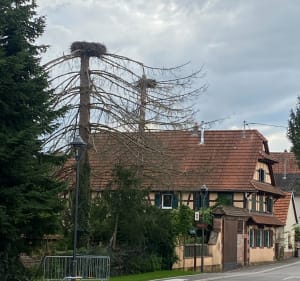 Autour d'Ingwiller - Ingwiller - 3
