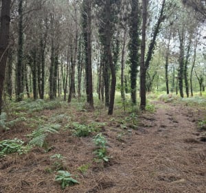 Boucle Bougue Maquerelle par bois, chemin et route - LAURENT - 2