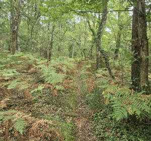 Boucle Bougue Maquerelle par bois, chemin et route - LAURENT - 3