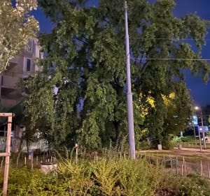 Od Słodowca po Chomiczowkę - Paweł - 2