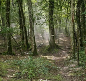 Roche du Taureau - Cléron - Cléron - 3
