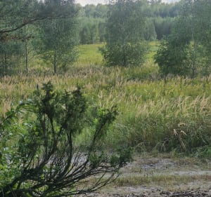 Kampinos Łomianki-Dąbrowa - Dariusz - 3