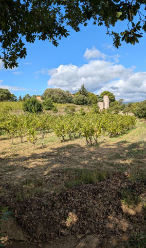 Balade au calme de la vigne à la dune - Christiane - 4