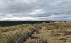 Entre pins et plage autour de Labenne - Delphine - 7